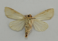 Apamea lithoxylaea