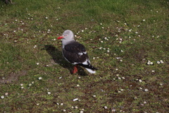 Leucophaeus scoresbii