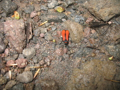 Synanthedon cardinalis