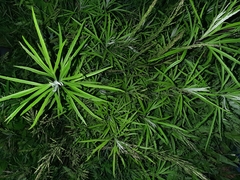 Artemisia selengensis