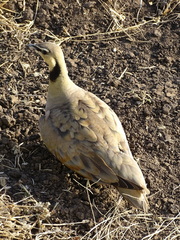 Pterocles gutturalis