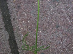 Chaerophyllum prescottii