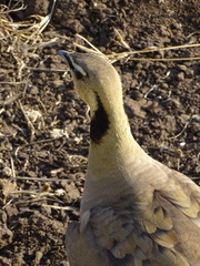 Pterocles gutturalis