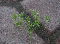 Chaerophyllum prescottii