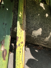 Coniothyrium concentricum