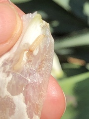 Caplothorax melanopterus