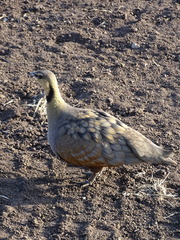 Pterocles gutturalis