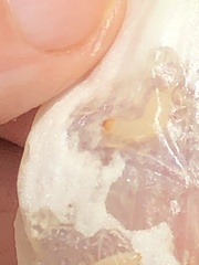 Caplothorax melanopterus