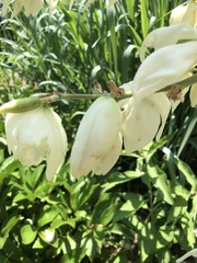 Caplothorax melanopterus