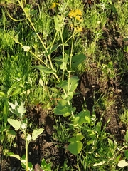 Brassica rapa campestris