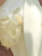 Caplothorax melanopterus