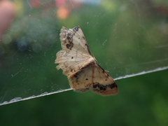 Idaea trigeminata