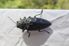 Chalcophora mariana massiliensis