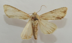 Apamea lithoxylaea