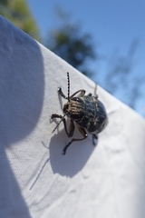 Chalcophora mariana massiliensis