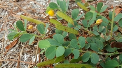 Cassiinae