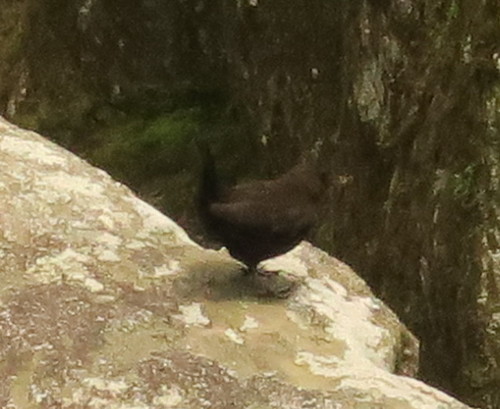 Cinclus pallasii