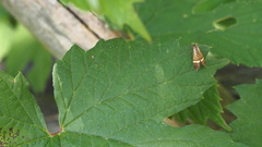 Nemophora degeerella