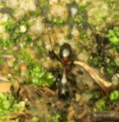 Camponotus hemichlaena
