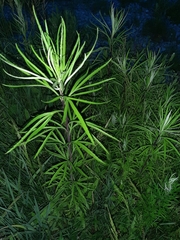 Artemisia selengensis