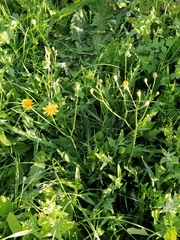 Scorzoneroides autumnalis