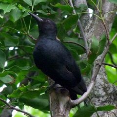 Melanerpes herminieri