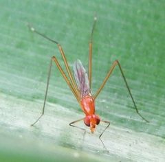 Grallipeza spinuliger