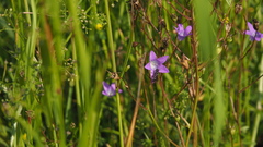 Chelostoma rapunculi
