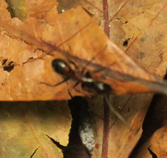 Camponotus hemichlaena