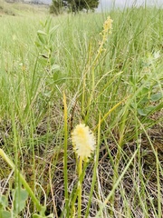 Polygala nana