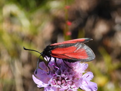 Zygaena erythrus