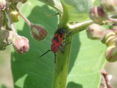 Tetraopes melanurus