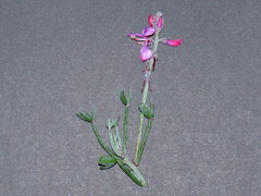 Indigofera sp-aff-platypoda
