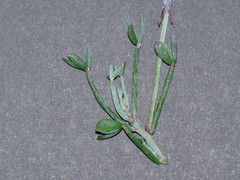 Indigofera sp-aff-platypoda