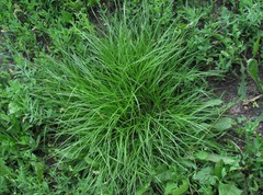 Carex leporina