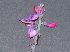 Indigofera sp-aff-platypoda