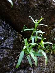 Campanula scheuchzeri