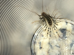 Scutigera coleoptrata