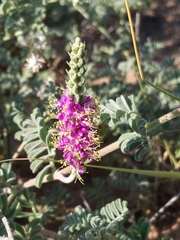 Dalea lanata terminalis