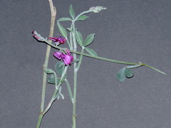 Indigofera sp-aff-platypoda
