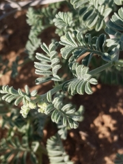 Dalea lanata terminalis