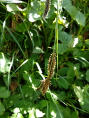 Carex frigida
