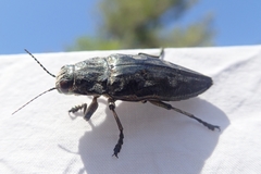 Chalcophora mariana massiliensis