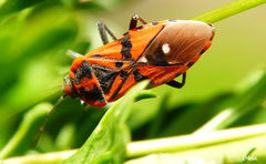 Spilostethus pandurus