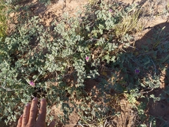Dalea lanata terminalis