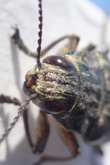 Chalcophora mariana massiliensis