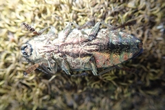 Chalcophora mariana massiliensis