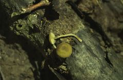 Simocybe sumptuosa