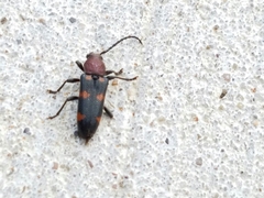 Zagymnus clerinus