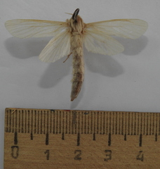 Phragmataecia castaneae